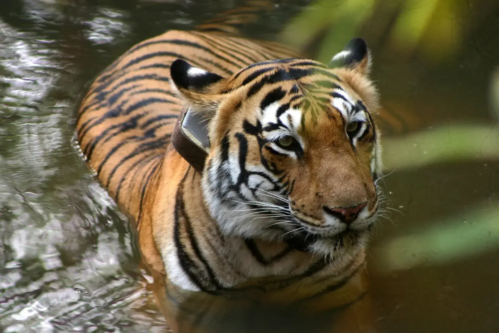Radio-collared tigress cooling off in water in Tadoba-Andhari Tiger Reserve