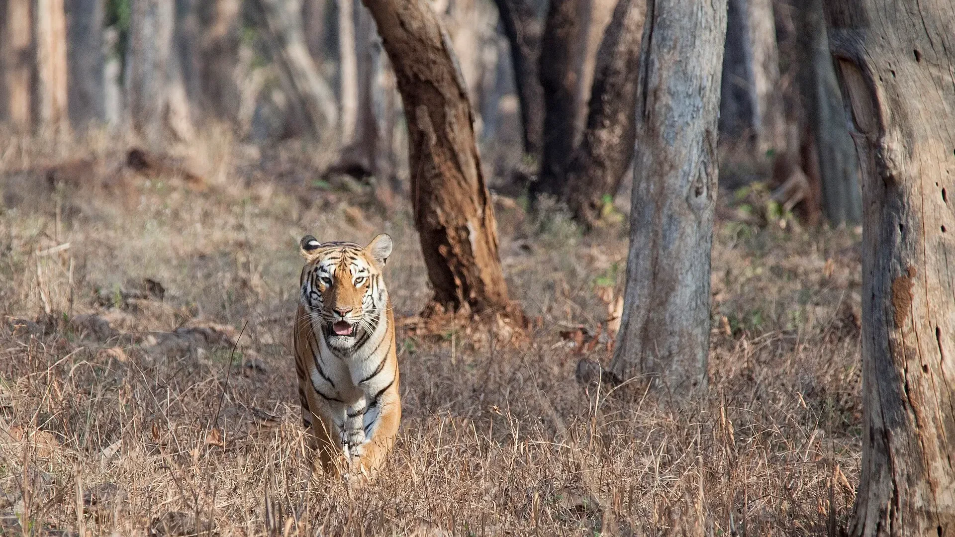 Tigress Maya walking towards the camera through dry forest in Tadoba