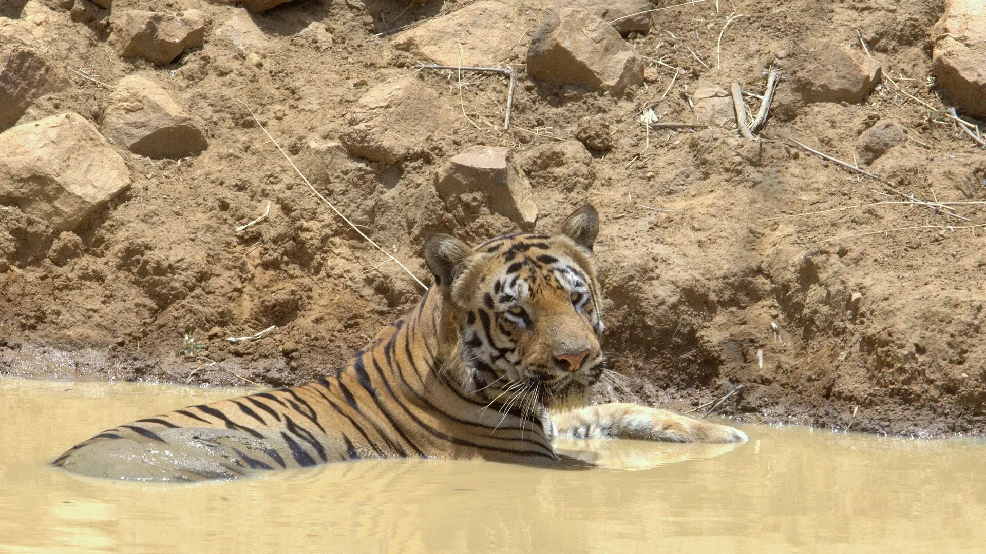 Tiger lying in a muddy pond to cool off in Tadoba