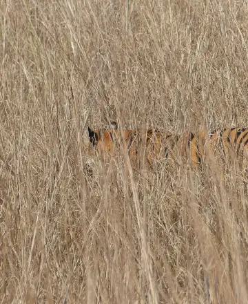 Tiger almost hidden in tall golden grass in Tadoba-Andhari Tiger Reserve