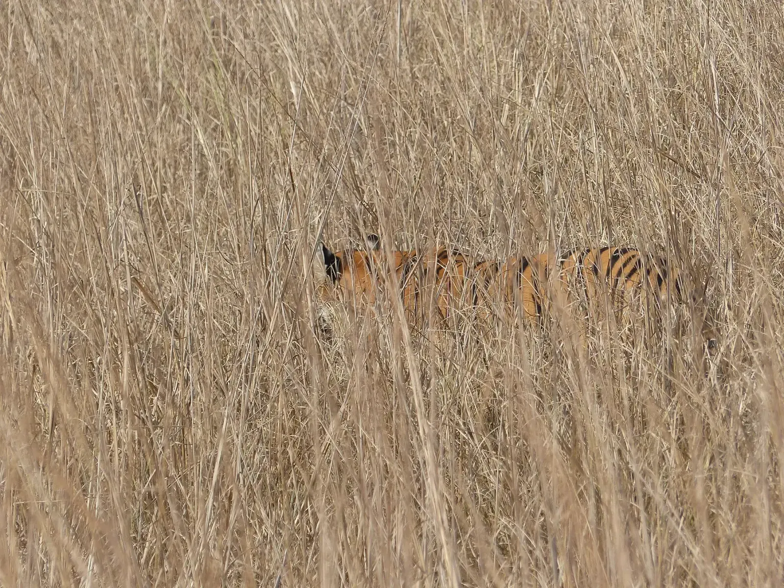 Tiger almost hidden in tall golden grass in Tadoba-Andhari Tiger Reserve