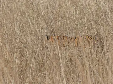 Tiger almost hidden in tall golden grass in Tadoba-Andhari Tiger Reserve