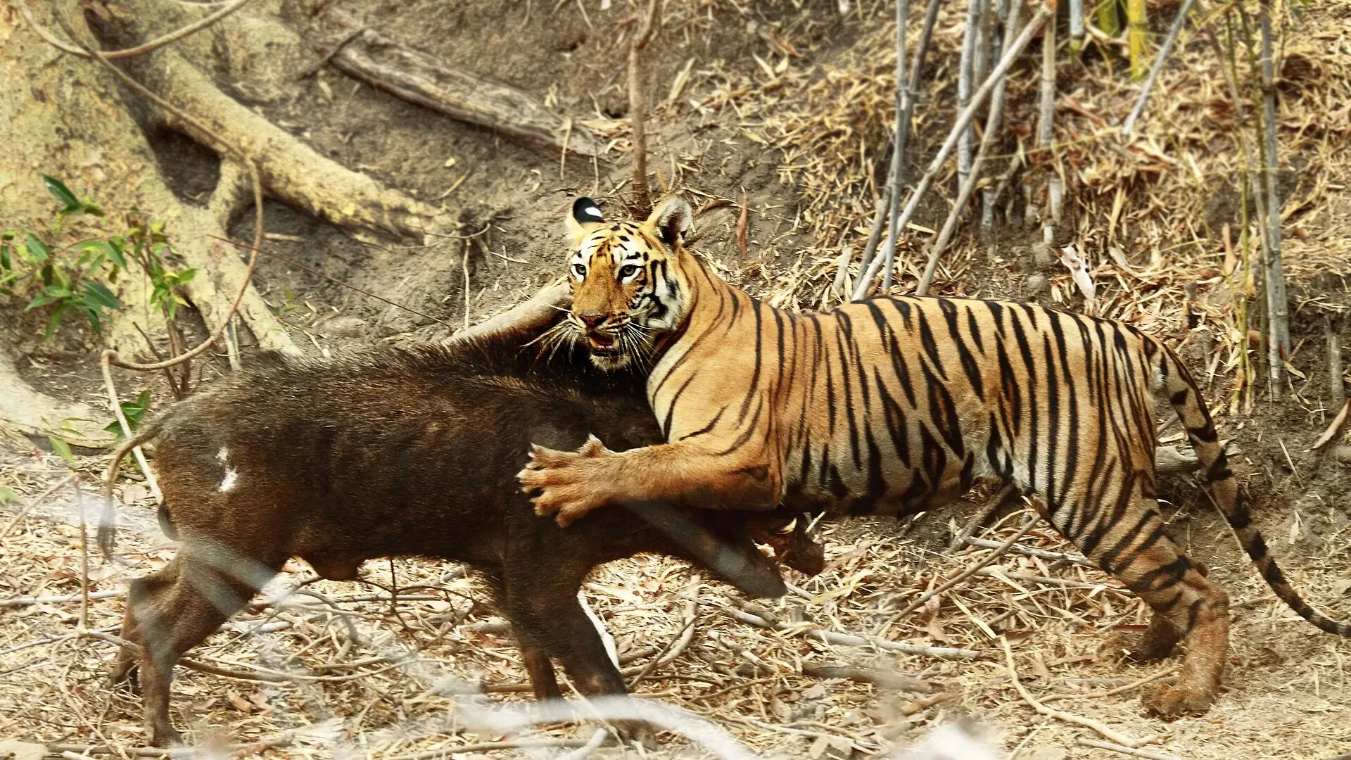 Tiger tackling a wild boar in Tadoba