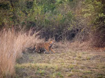 Bengal tigress with her cub at the edge of tall grass in Tadoba