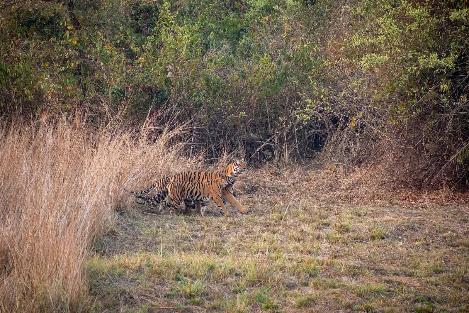 Bengal tigress with her cub at the edge of tall grass in Tadoba