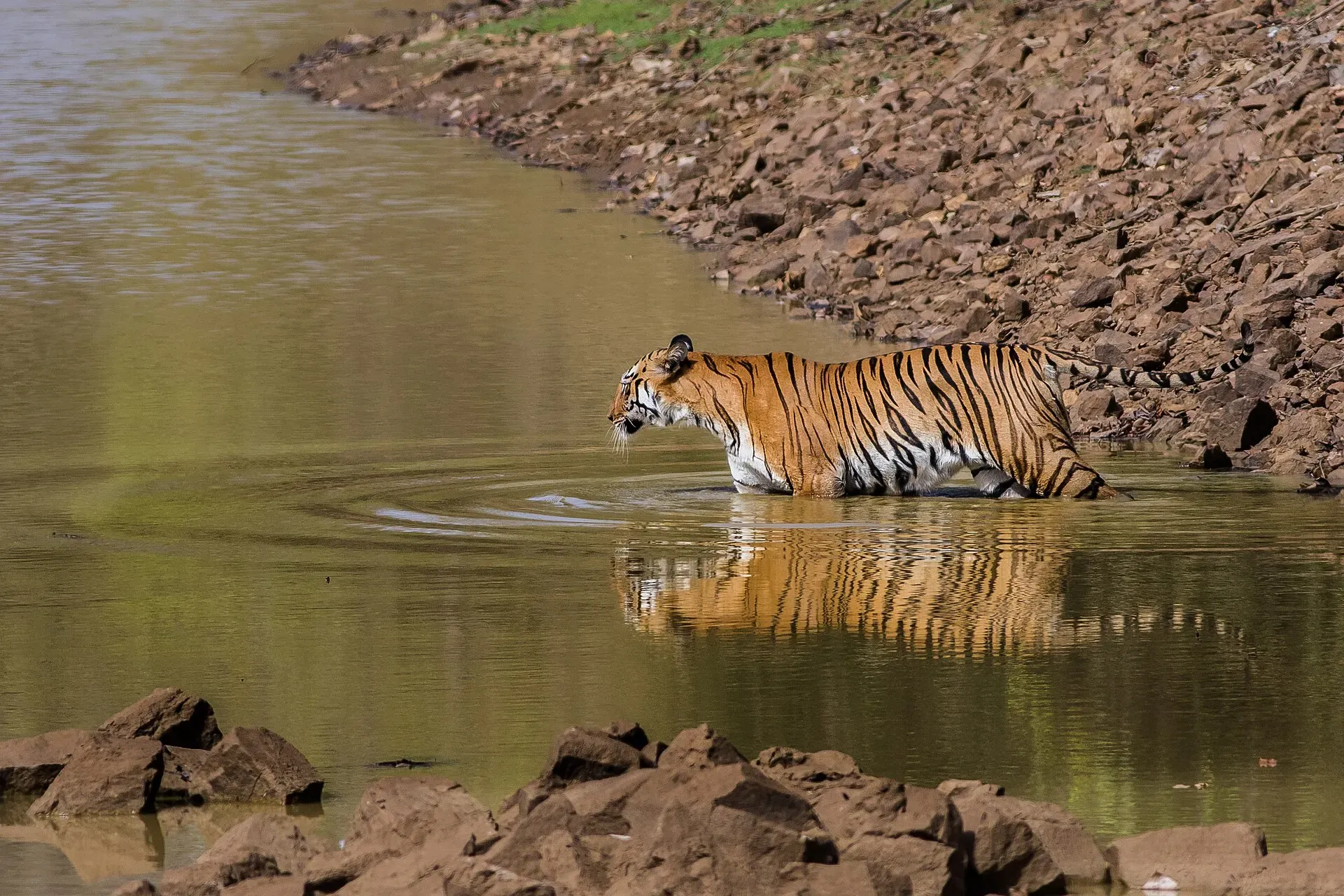 Tigress wading through a waterhole in Tadoba to escape the summer heat