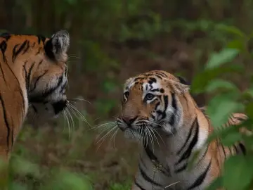 Young Bengal tigress playing with her sibling in Tadoba