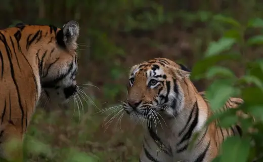 Young Bengal tigress playing with her sibling in Tadoba