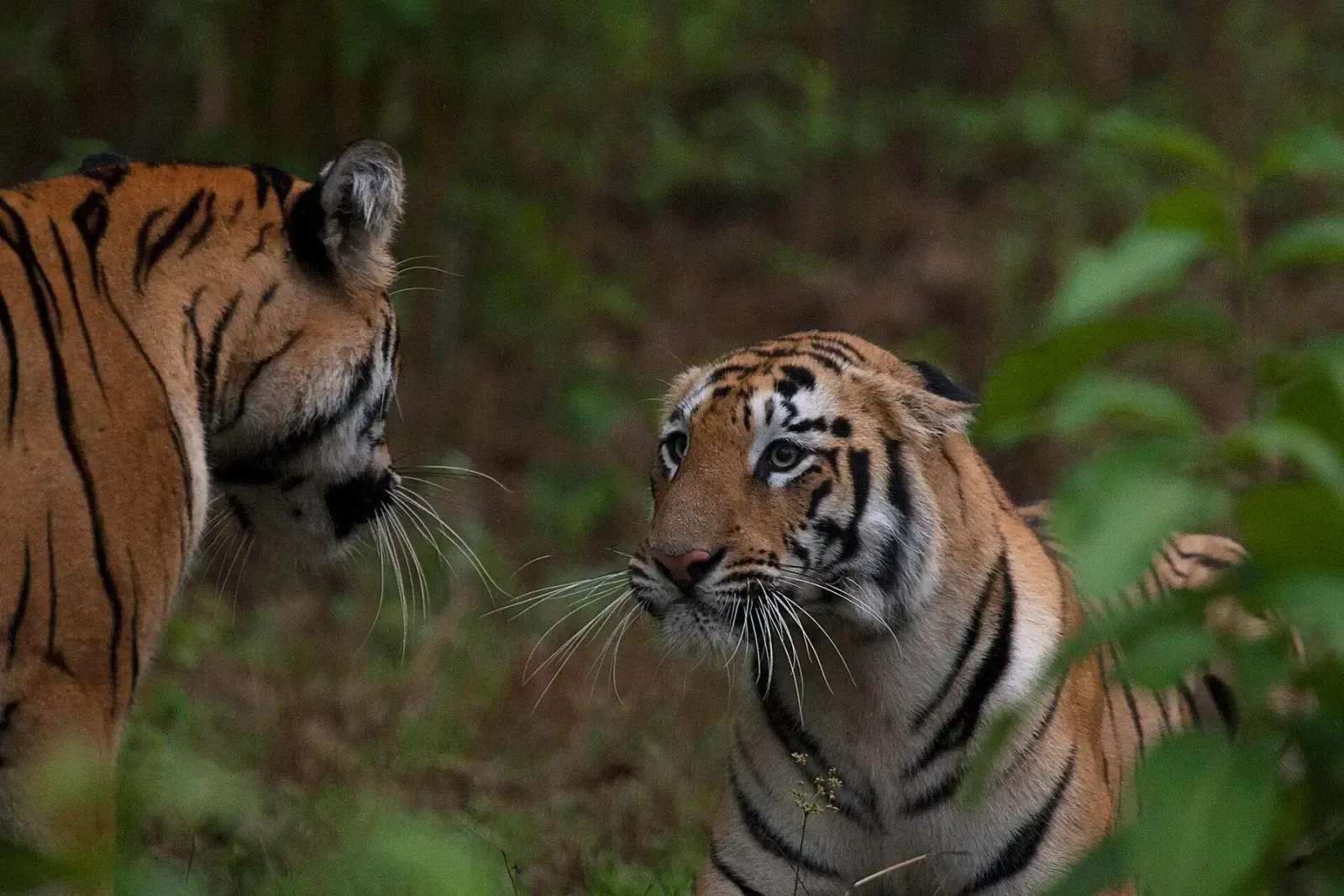 Young Bengal tigress playing with her sibling in Tadoba