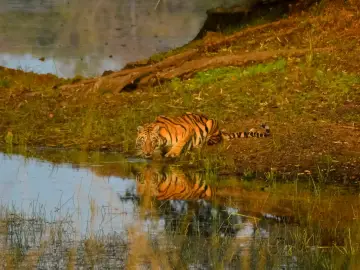 One of tigress Chhoti Tara’s cubs drinking at a pond in Tadoba