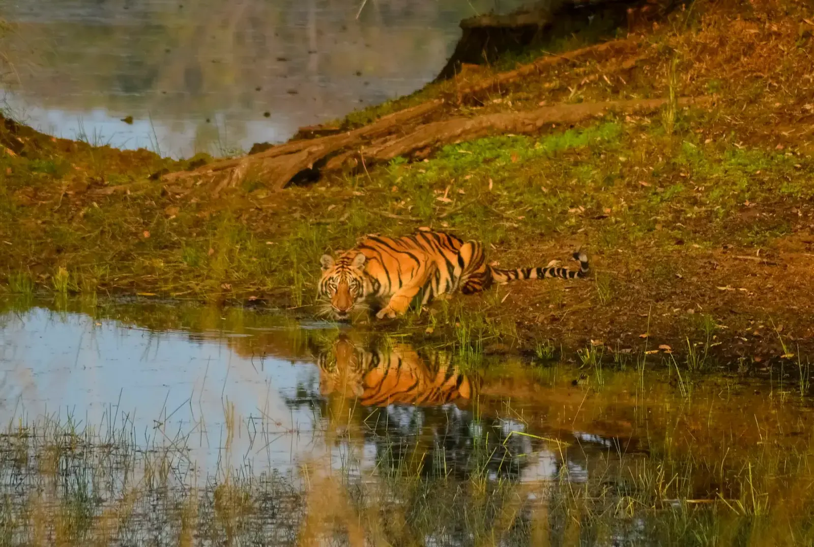 One of tigress Chhoti Tara’s cubs drinking at a pond in Tadoba