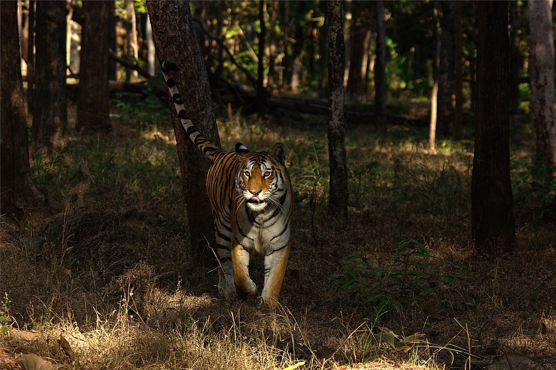 Collarwali walking through dry teak forest in Pench Tiger Reserve