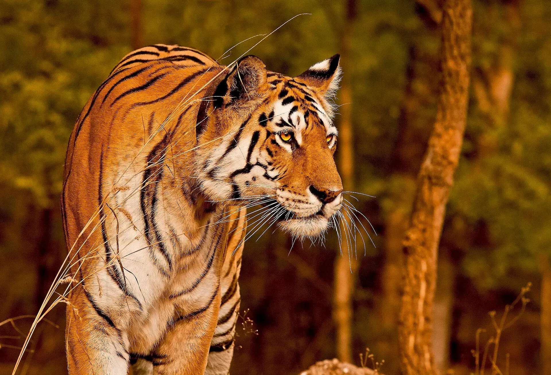 Close portrait of the Pench tigress Collarwali in forest light