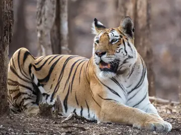 Collarwali, the most famous tigress of Pench, resting on a forest track with her radio collar