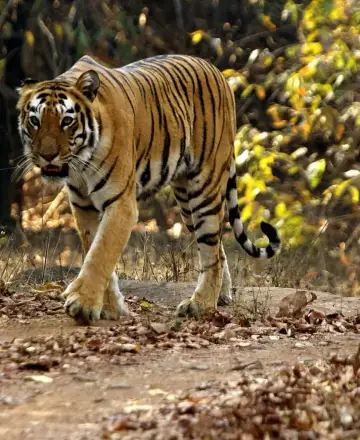 Tigress Madhuri (T-10) walking on a forest track in the Agarzari buffer of Tadoba