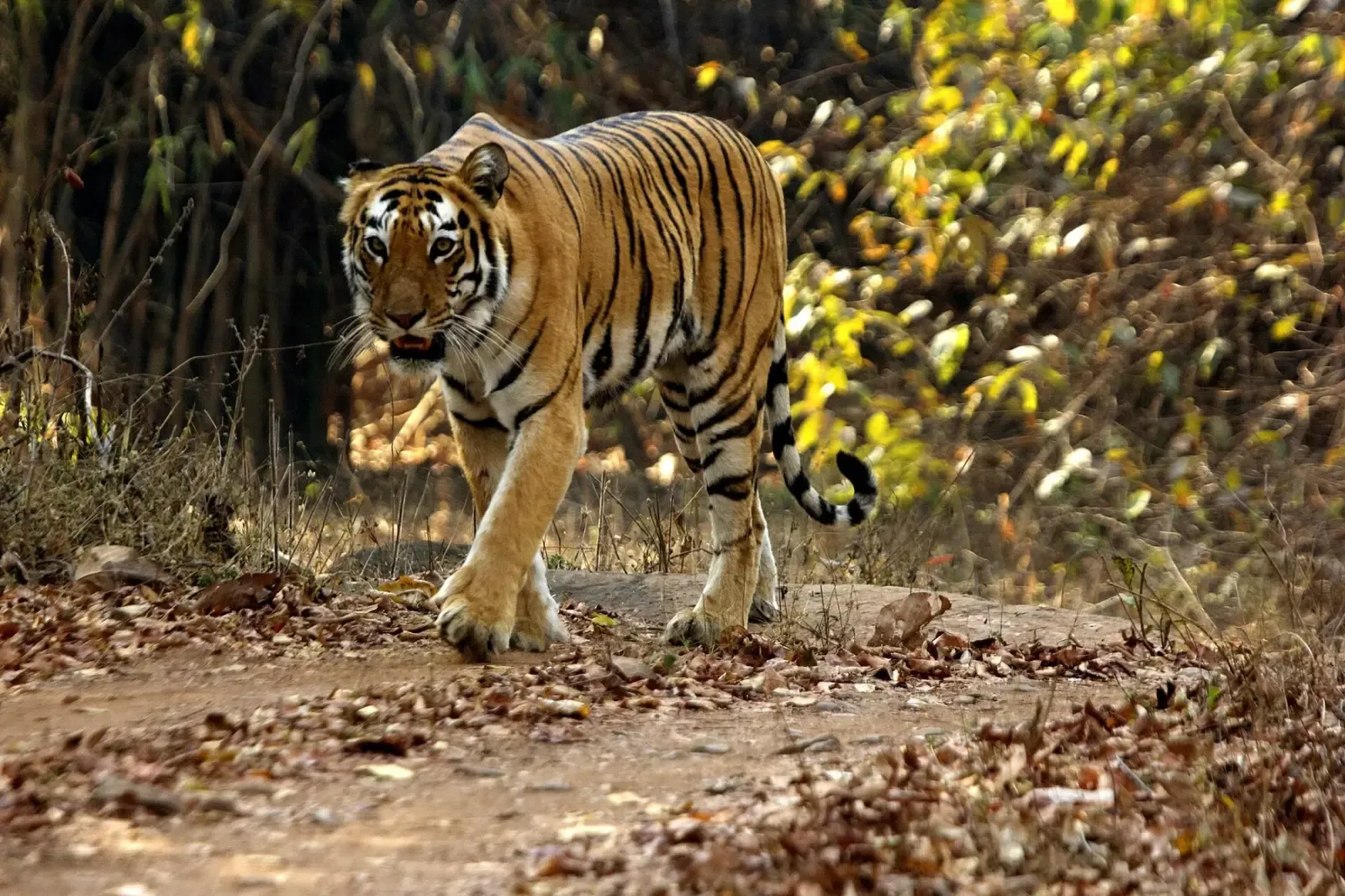 Tigress Madhuri (T-10) walking on a forest track in the Agarzari buffer of Tadoba