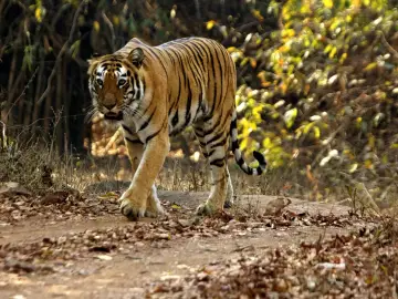 Tigress Madhuri (T-10) walking on a forest track in the Agarzari buffer of Tadoba