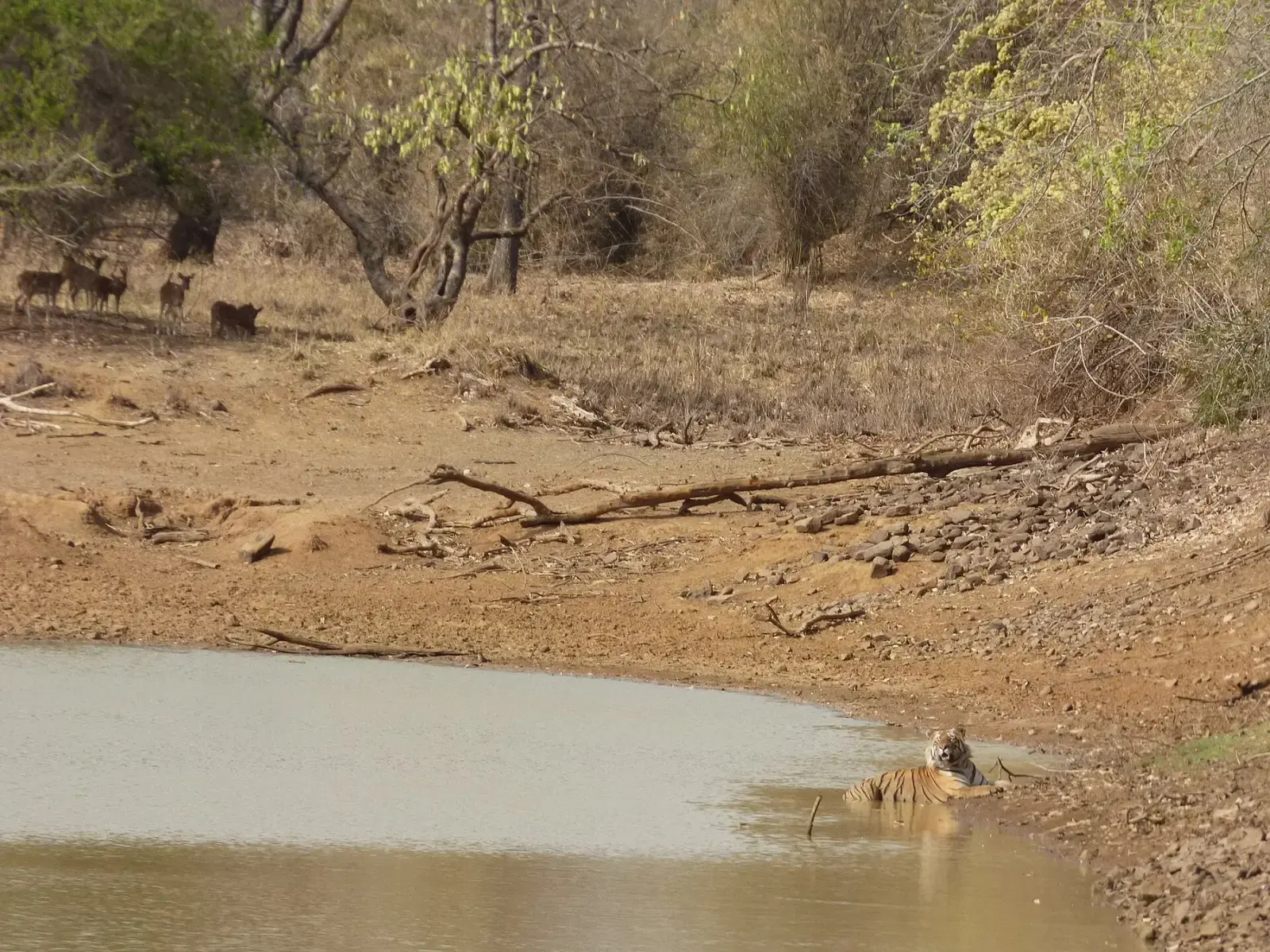Matkasur at the Pandharpauni waterhole while sambar wait nearby