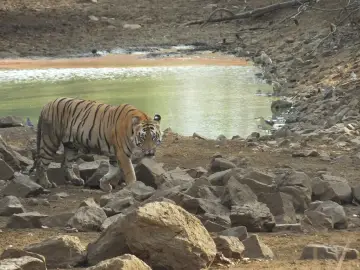 Male tiger Matkasur walking past a rocky waterhole in Tadoba
