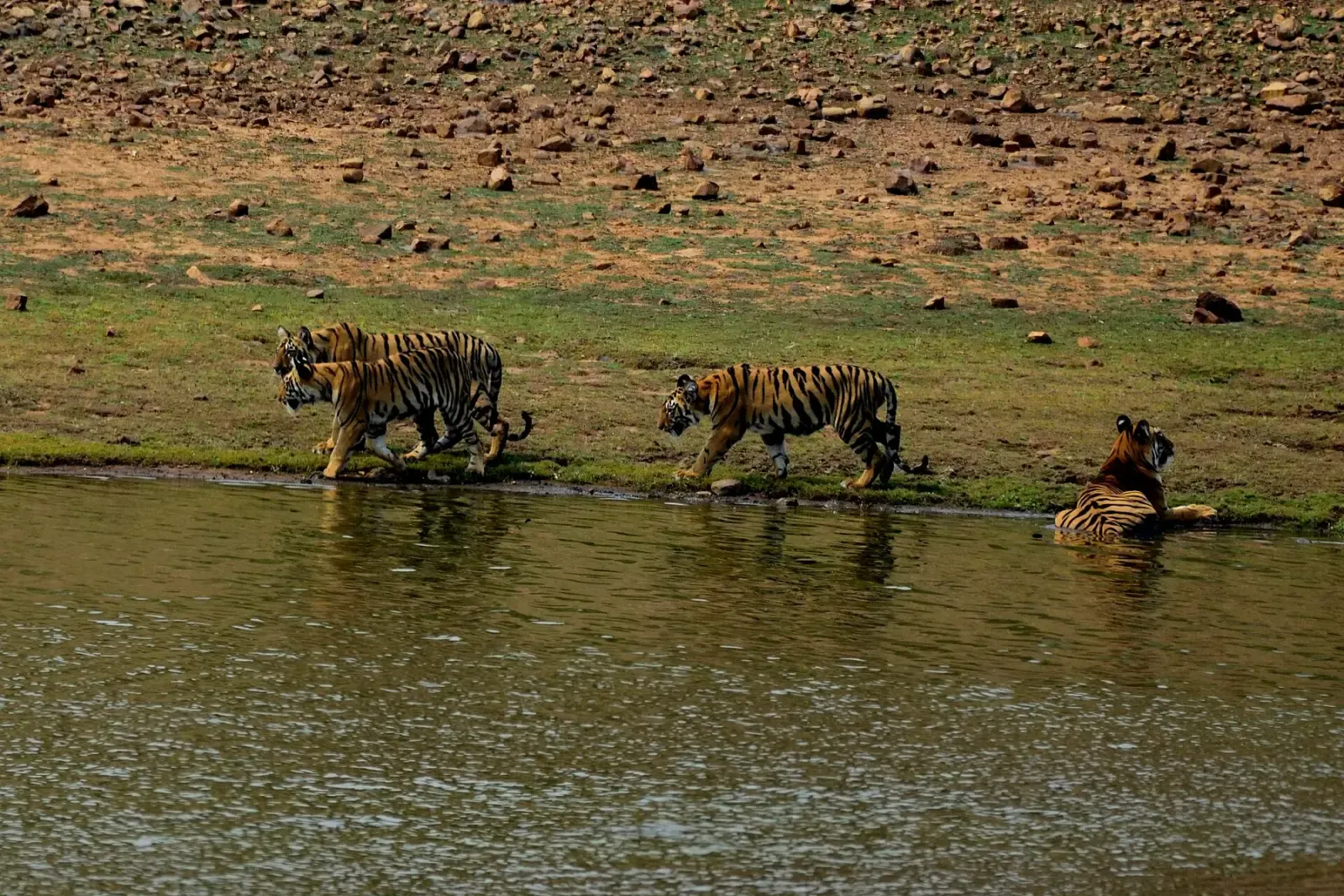 Tigress Maya and her three cubs near Telia lake, Tadoba