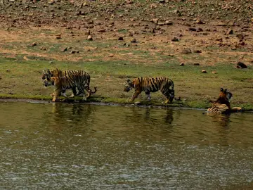 Tigress Maya and her three cubs near Telia lake, Tadoba