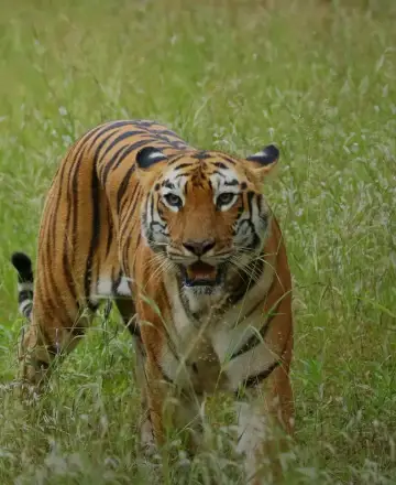 Tigress Maya (T-12) walking through green grass in Tadoba-Andhari Tiger Reserve