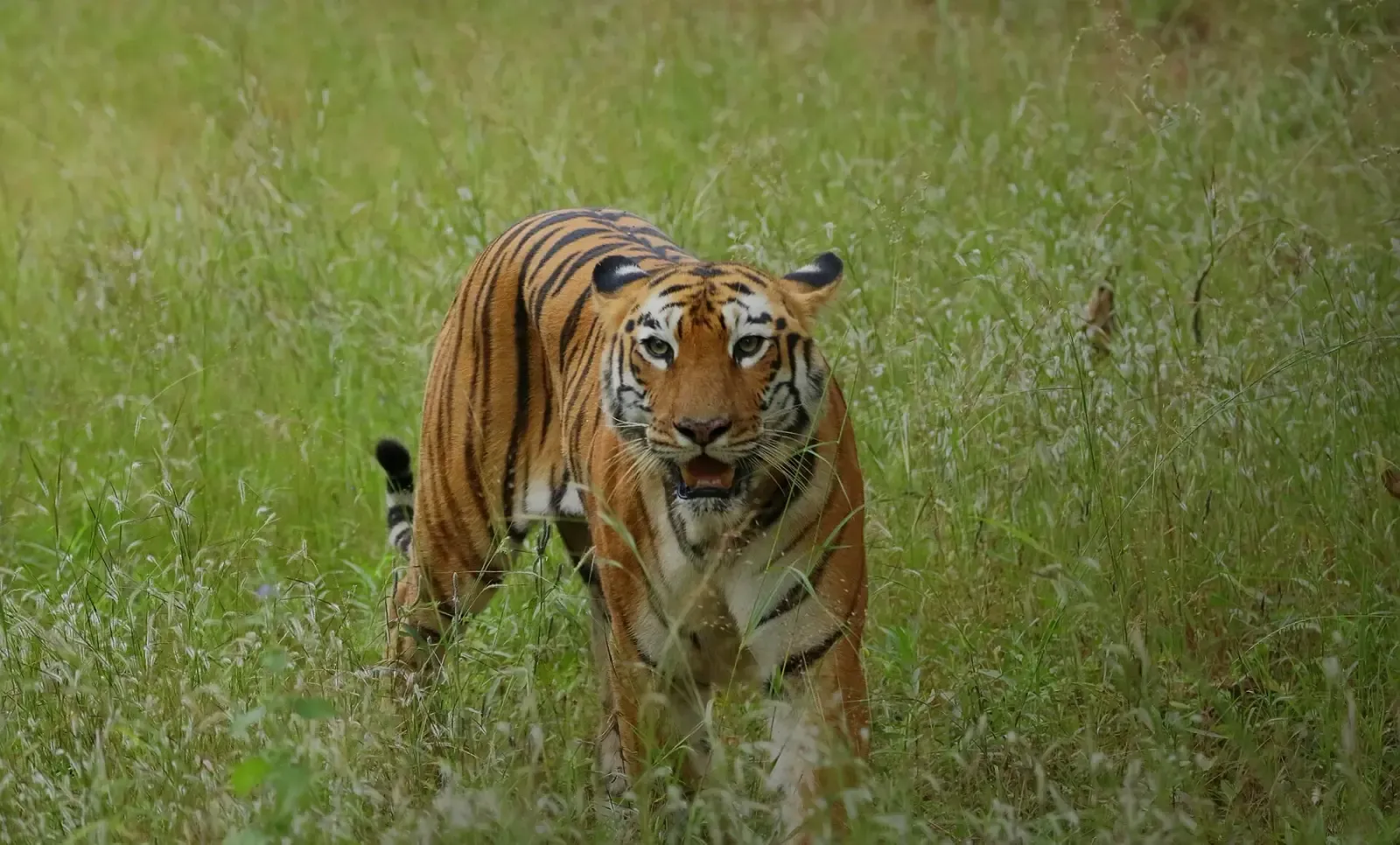 Tigress Maya (T-12) walking through green grass in Tadoba-Andhari Tiger Reserve