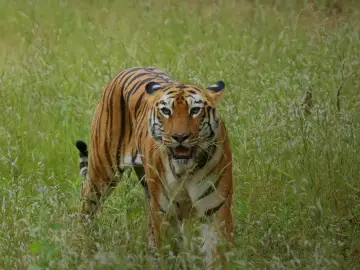 Tigress Maya (T-12) walking through green grass in Tadoba-Andhari Tiger Reserve