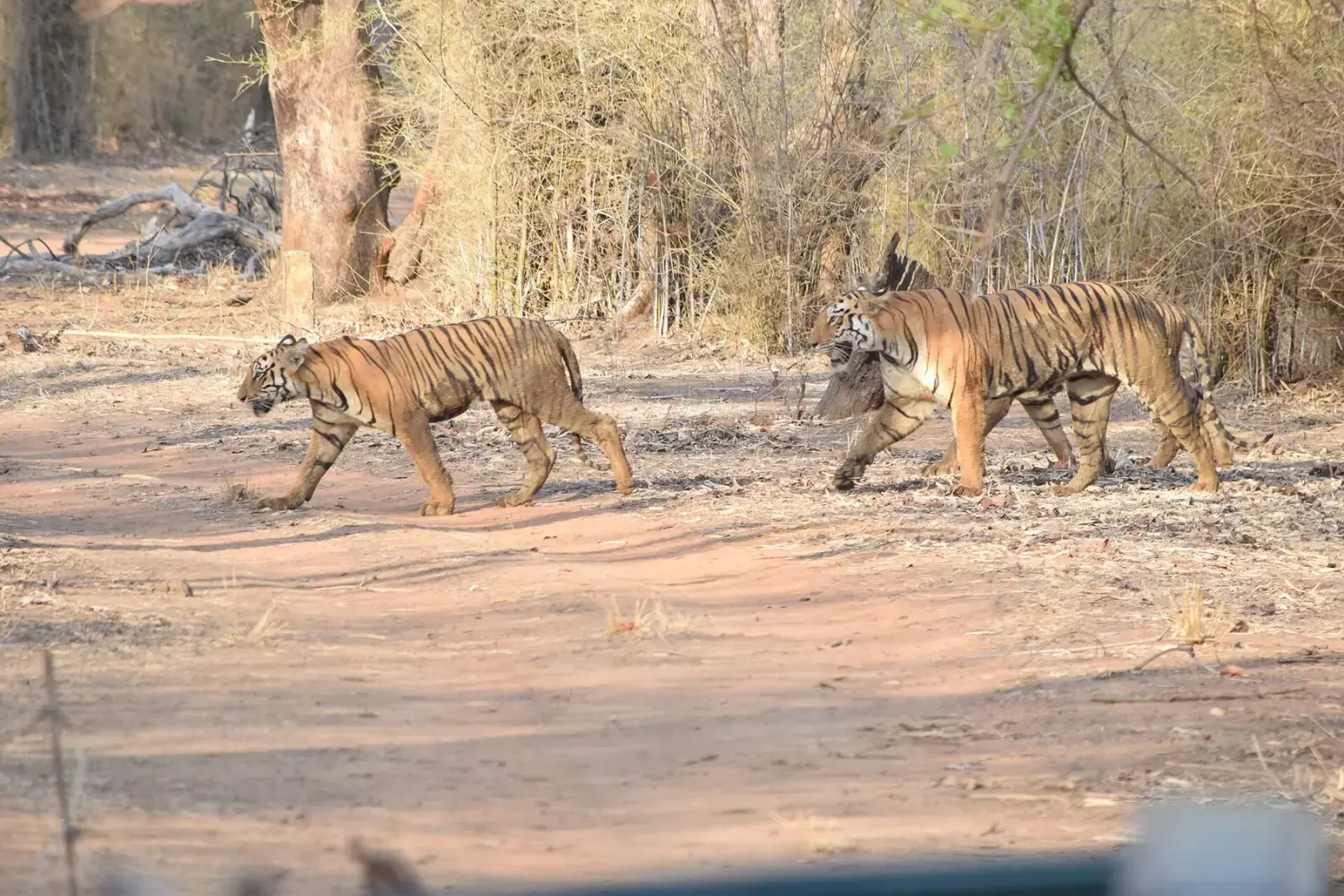 The tigress Sonam and her cubs crossing a sandy track in Tadoba