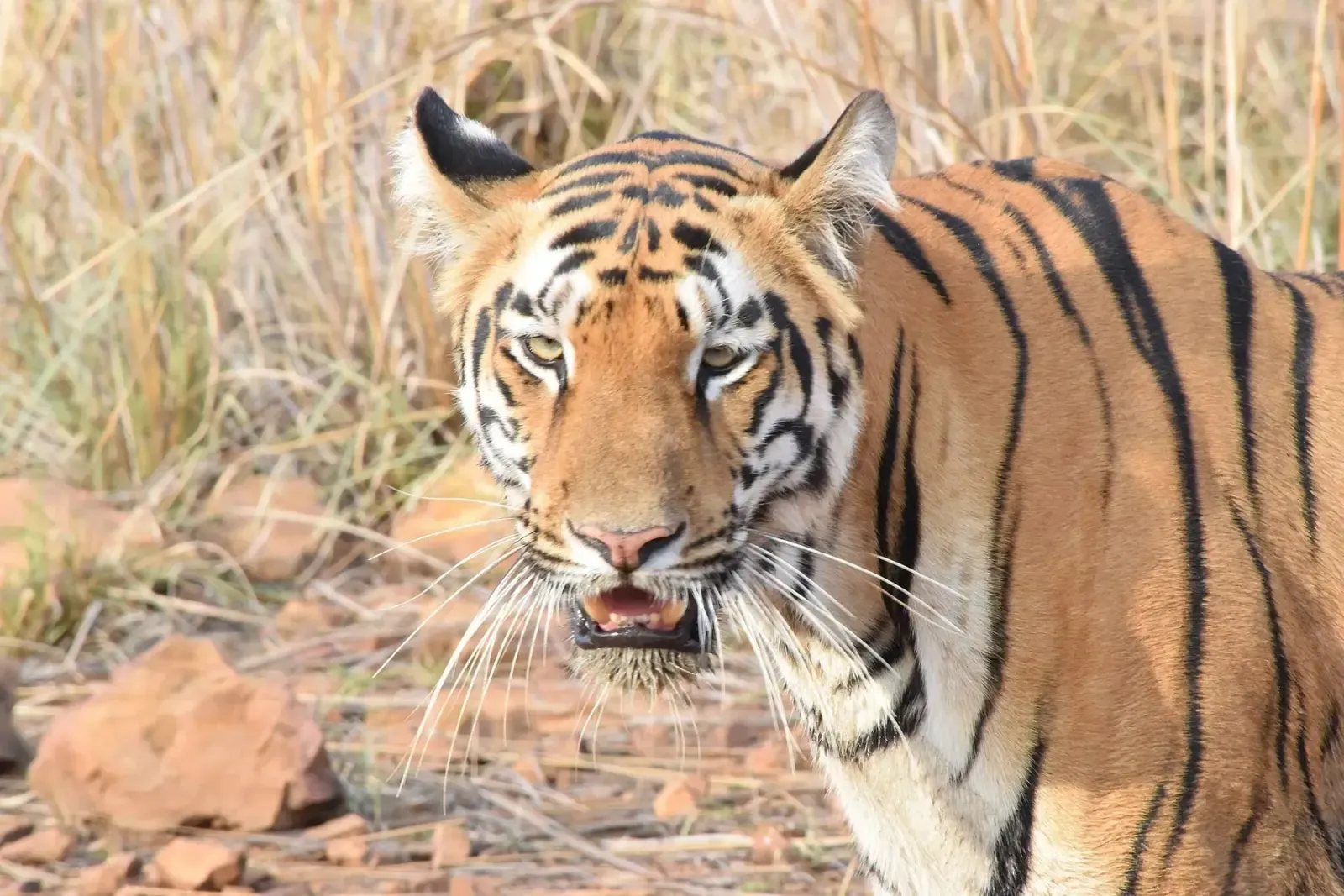 Close portrait of the tigress Sonam (T-24) in Tadoba-Andhari Tiger Reserve