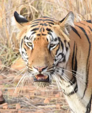 Close portrait of the tigress Sonam (T-24) in Tadoba-Andhari Tiger Reserve