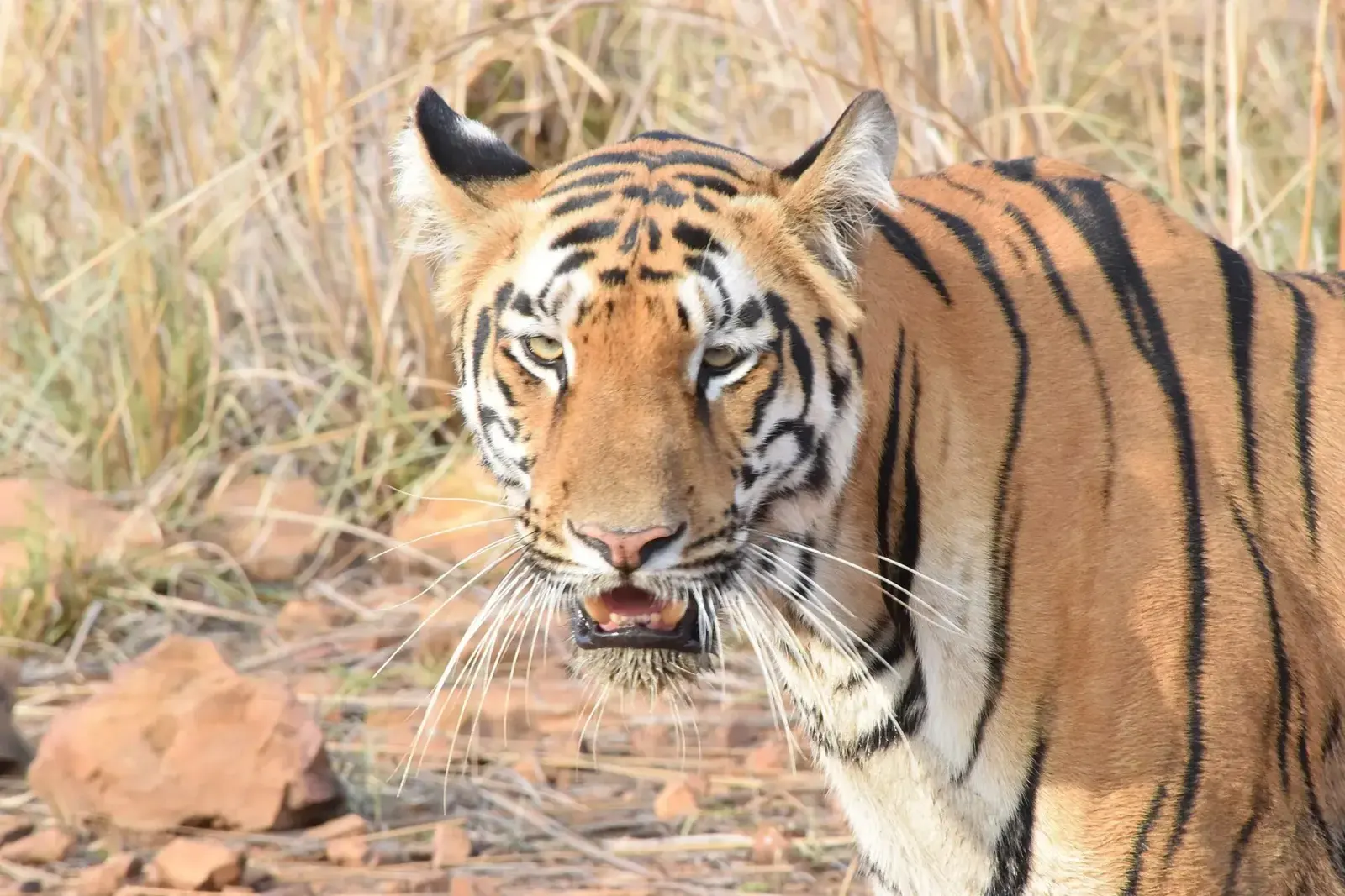 Close portrait of the tigress Sonam (T-24) in Tadoba-Andhari Tiger Reserve