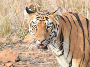 Close portrait of the tigress Sonam (T-24) in Tadoba-Andhari Tiger Reserve