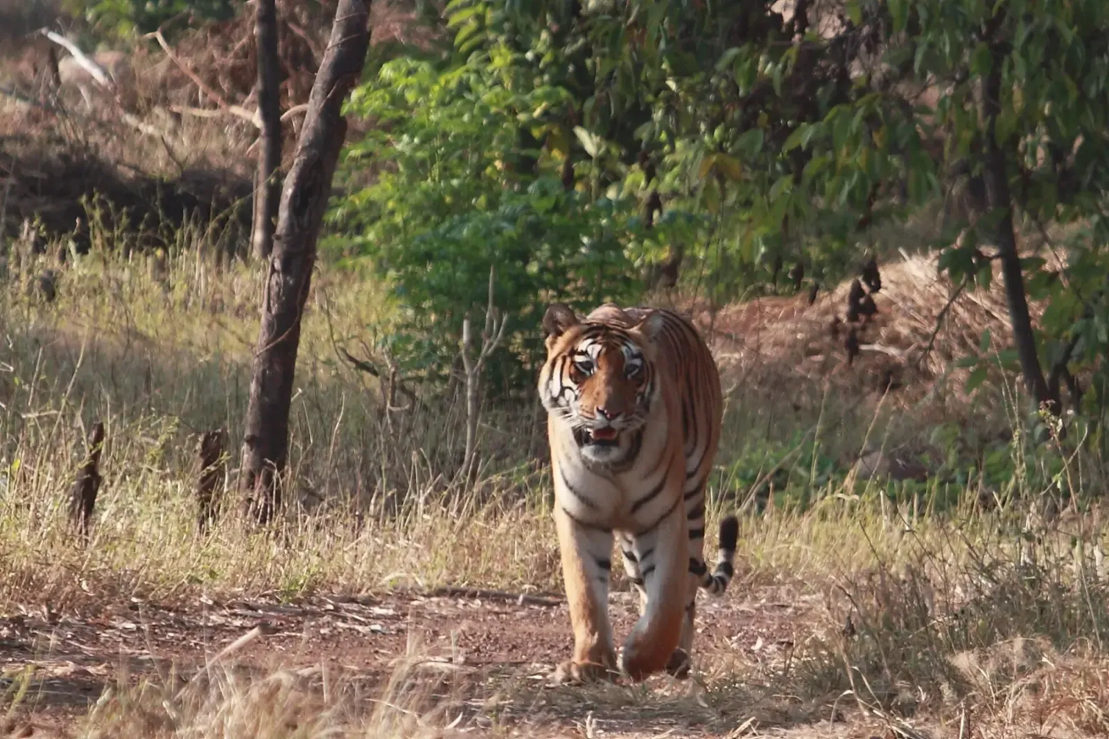 Tigress Tara (T-7) walking down a forest track in Tadoba, 2014