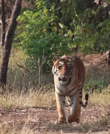 Tigress Tara (T-7) walking down a forest track in Tadoba, 2014