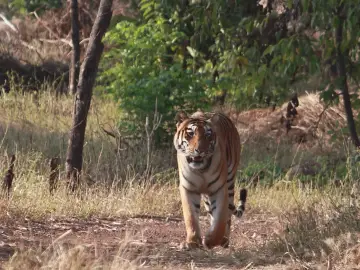 Tigress Tara (T-7) walking down a forest track in Tadoba, 2014