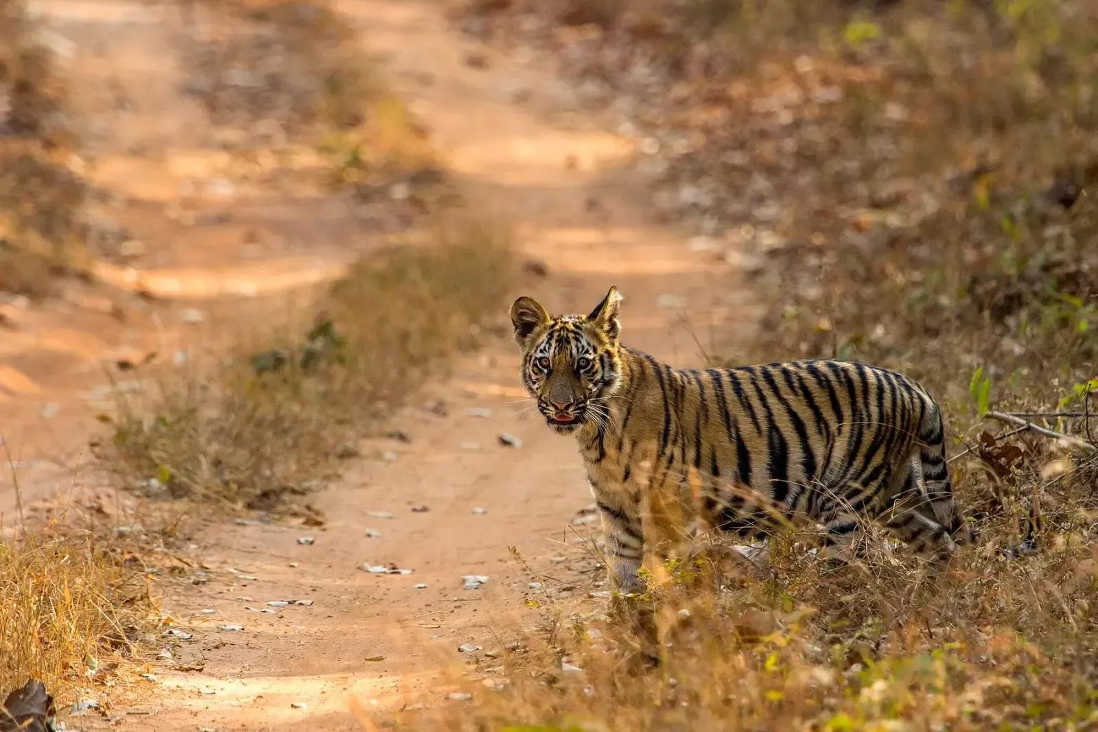 Cub of the tiger Waghdoh and tigress Chori standing on a forest track in Tadoba
