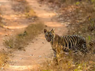 Cub of the tiger Waghdoh and tigress Chori standing on a forest track in Tadoba