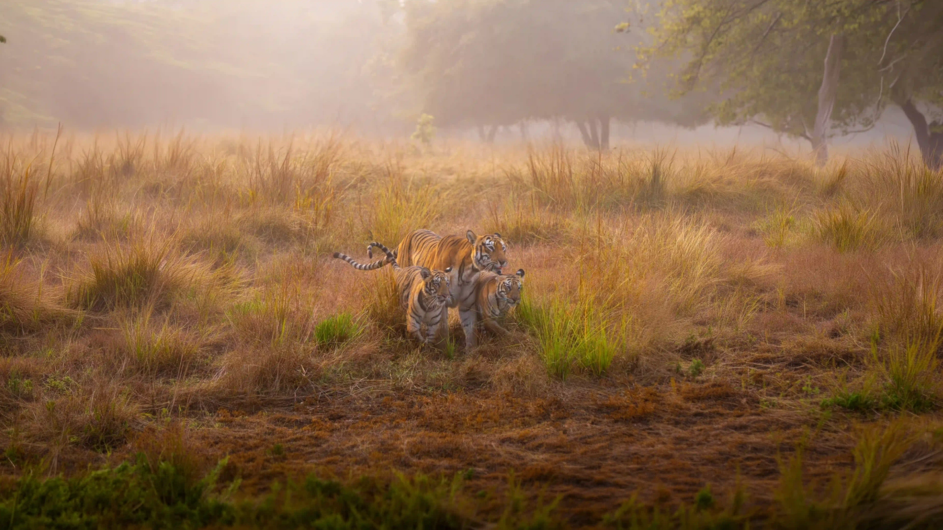 Tadoba safari