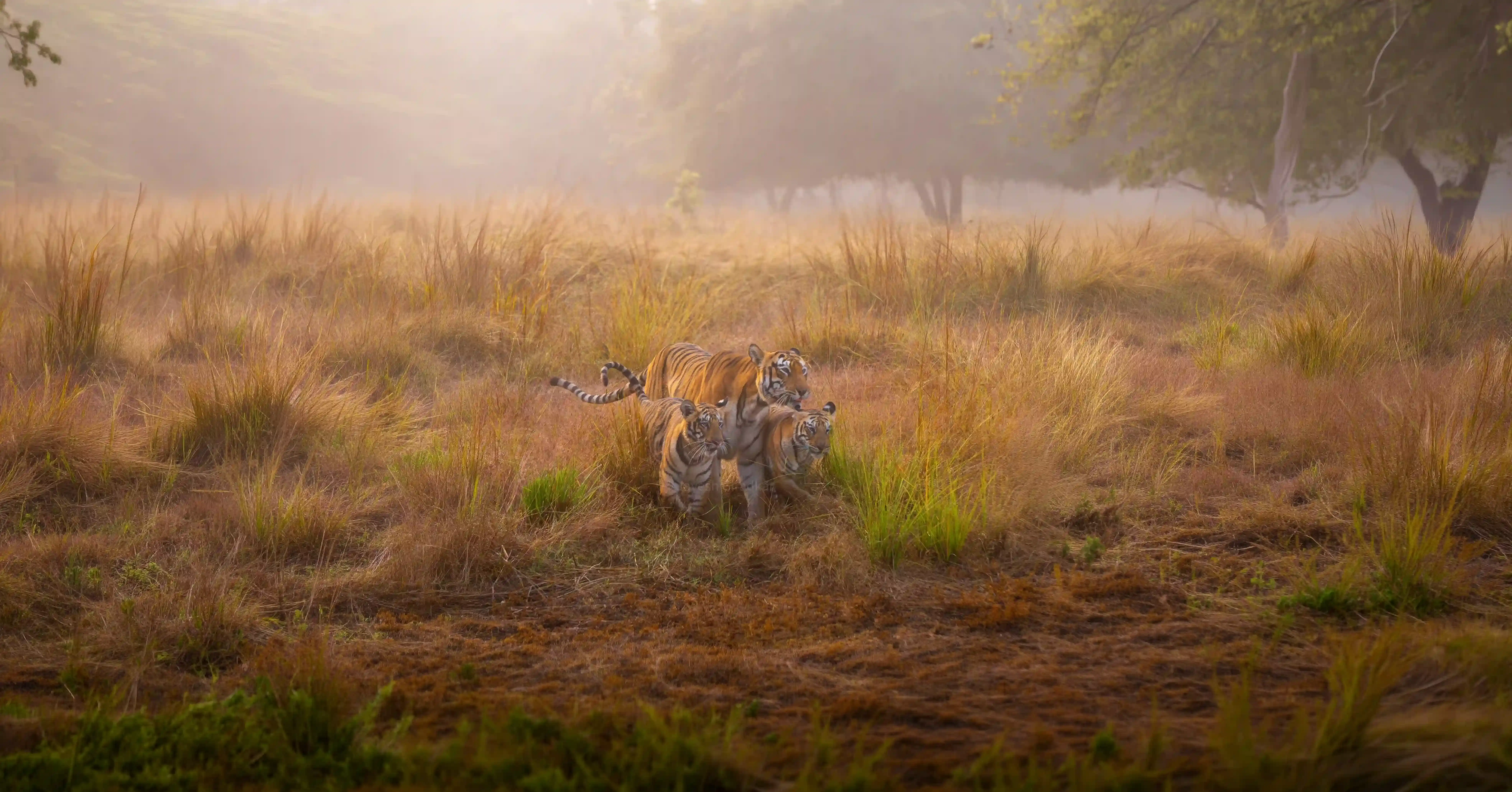 Two tigers in golden grassland at dawn