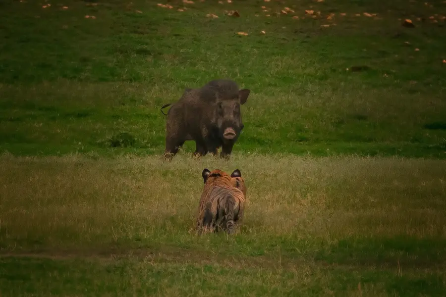 Wild boar standing its ground as a Bengal tiger approaches across a meadow