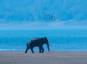 Manas wildlife — 4-day itinerary