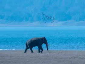 Wild water buffalo