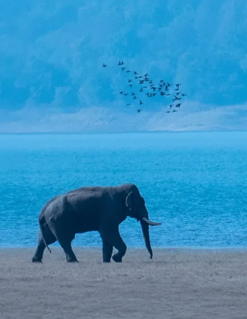 Manas Wildlife Safari — Short Break — Assam