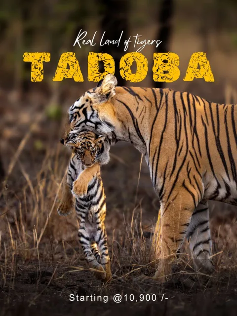 Tadoba