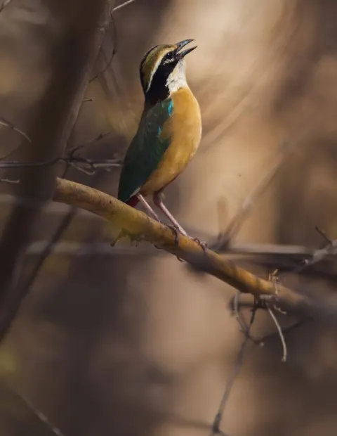 Gir Lion Safari — Gujarat