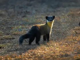 Yellow-throated marten