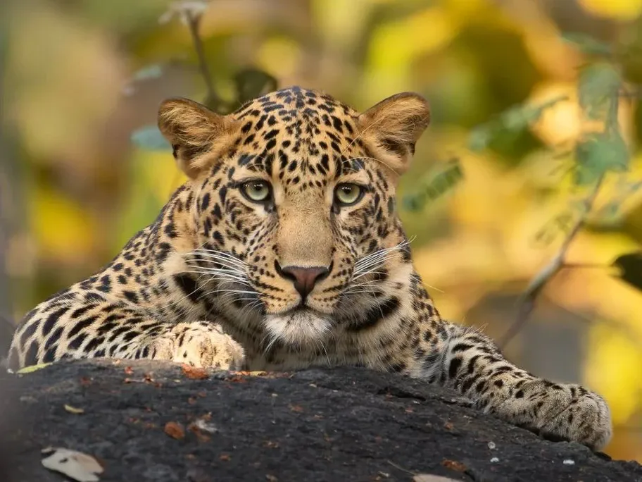Leopard stealthily moving through the dense foliage of Pench National Park, highlighting the elusive beauty of India's wildlife.
