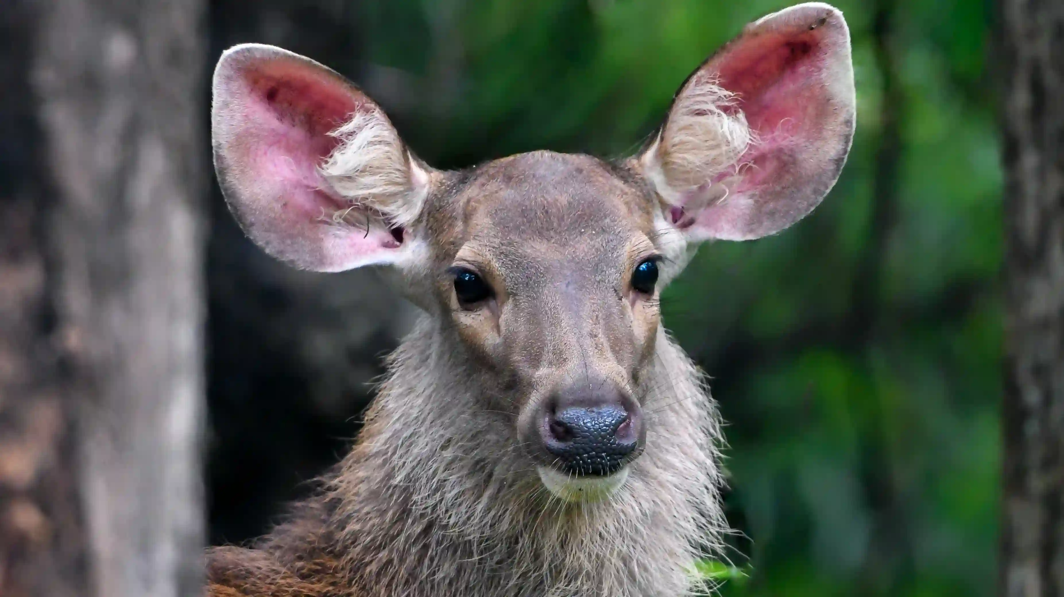 Sambar deer grazing in the natural habitat of Pench National Park, showcasing the diverse wildlife of the region.