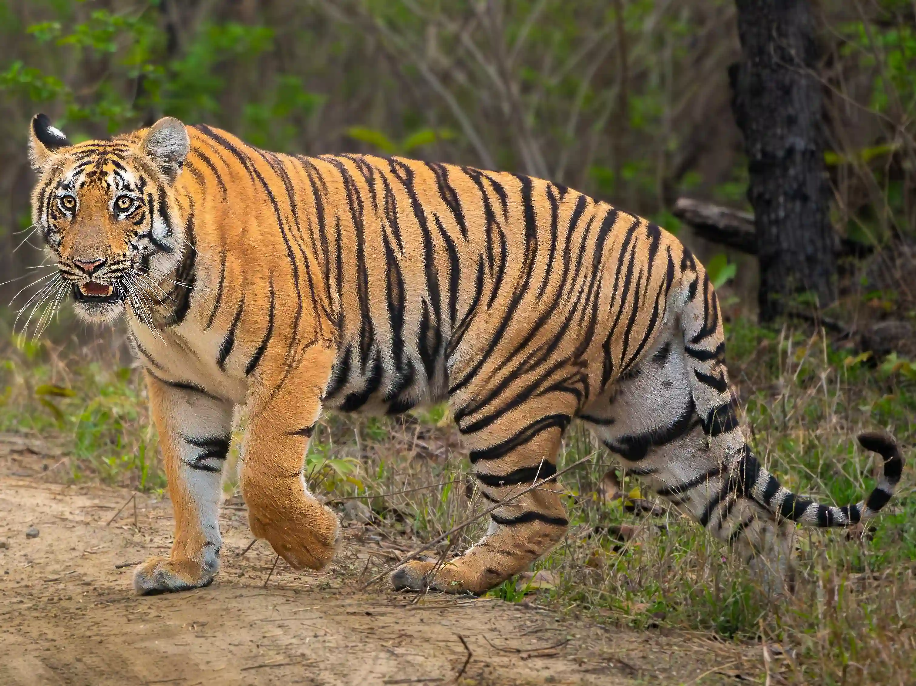 A majestic tiger roaming freely in Tadoba National Park, capturing the essence of India's rich wildlife.